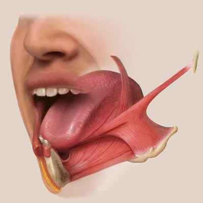 Иннервация языка: строение и функции языка