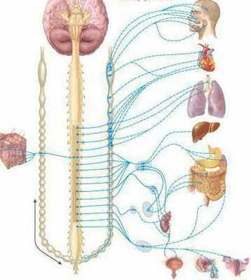 Вегетативные ганглии: строение и функции