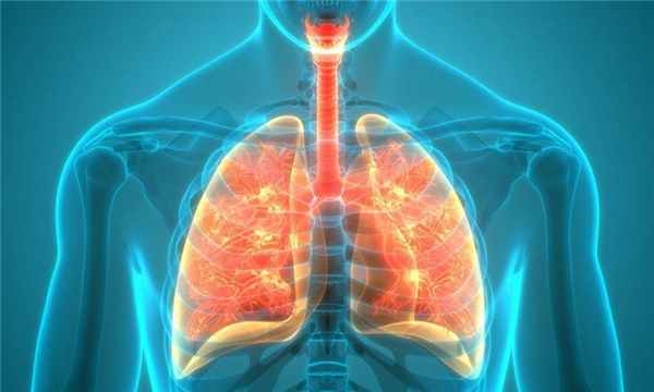 органы дыхания