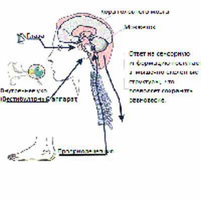 Вестибулярный синдром