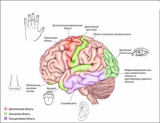 Кора мозга.jpg