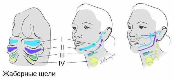 Жаберные щели