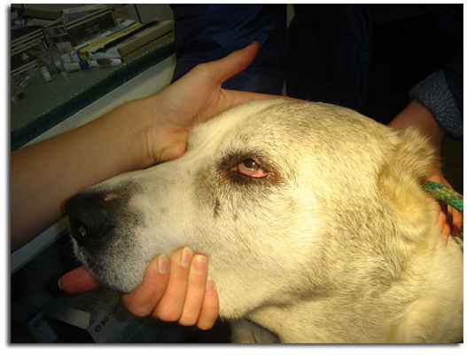 Синдром Горнера у овчарки, западение глазного яблока