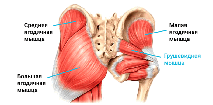 Мышцы таза - Грушевидная мышца