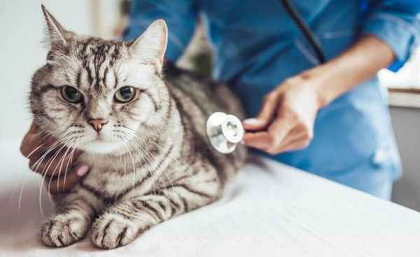 Признаки болезни