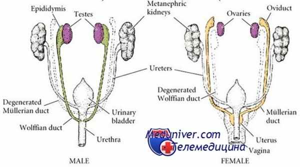 синдром персестирующих мюллеровых протоков