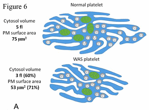 При синдроме Викскотта-Олдрича площадь поверхность и объем тромбоцитов непропорционально меньше, чем у здоровых тромбоцитов // Источник: S. Obydennyi, E. Artemenko, A. Sveshnikova, Mechanisms of increased mitochondria-dependent necrosis in Wiskott-Aldric