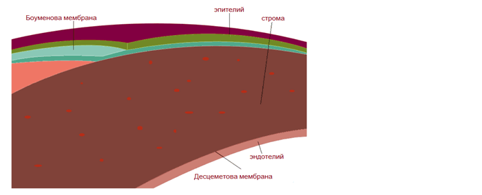 Дистрофии роговицы