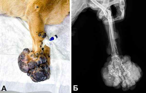 Кожная гемангиома у чихуахуа