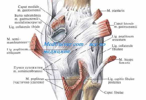 Завороты коленного сустава. Завороты синовиальной оболочки коленного сустава. Синовиальные сумки коленного сустава