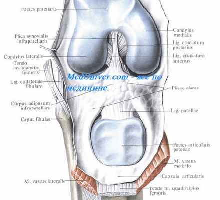 Синовиальная оболочка коленного сустава. Завороты коленного сустава. Завороты синовиальной оболочки коленного сустава