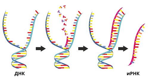 ДНК_иРНК.png
