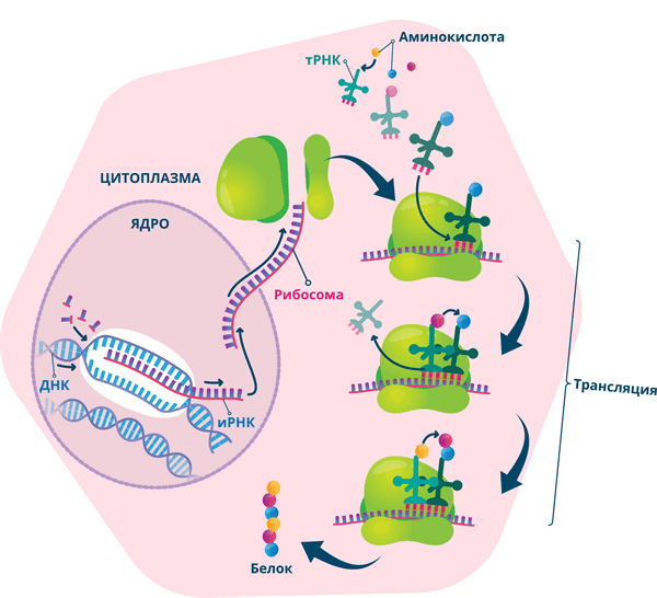 Биосинтез белка.png