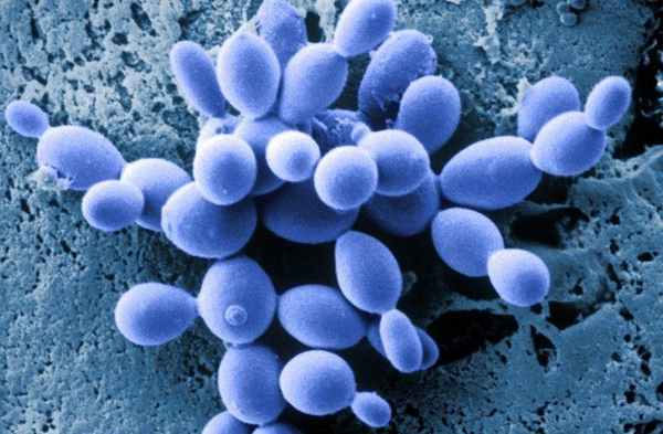 Синтез белка в митохондриях может происходить без ключевого компонента