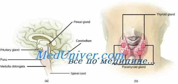 синтез серотонина