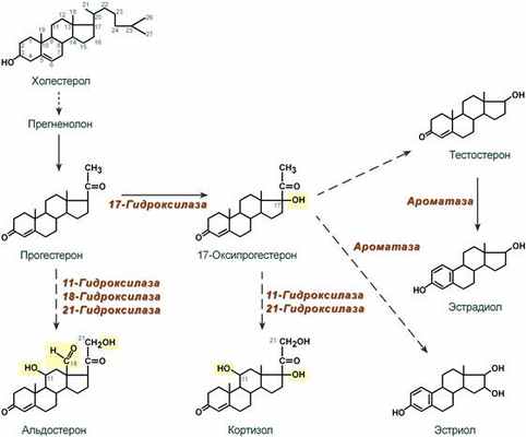 Синтез стероидных гормонов