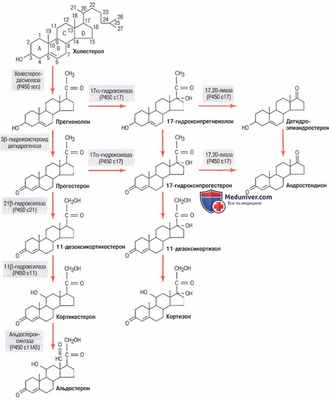 Синтез гормонов коры надпочечников. Стероиды - производные холестерола