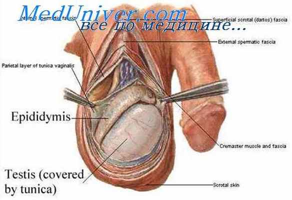 предстательная железа