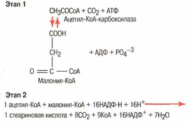 Обмен жиров и их депонирование. Жиры печени