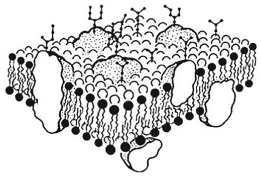 Плазматическая мембрана