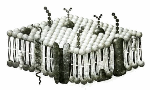 Плазматическая мембрана