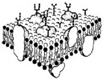 Плазматическая мембрана