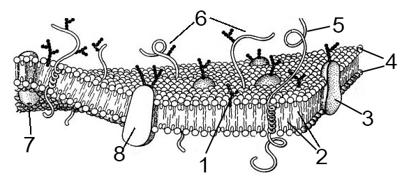 Плазматическая мембрана