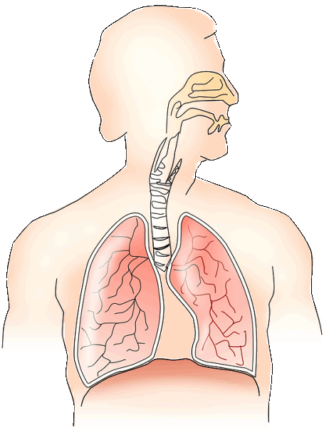 anatomy-145696_960_720