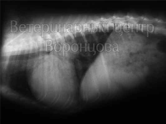 Отек легких у собаки