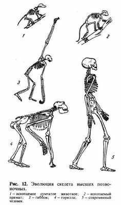 Скелет - позвоночный столб