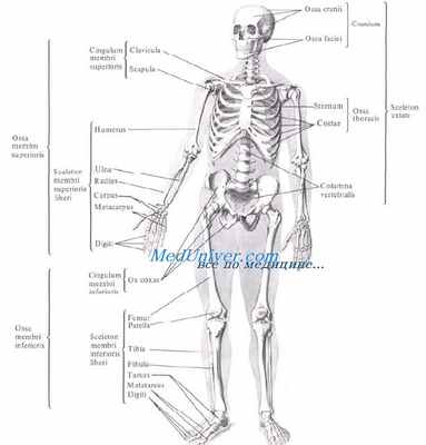 Скелет туловища