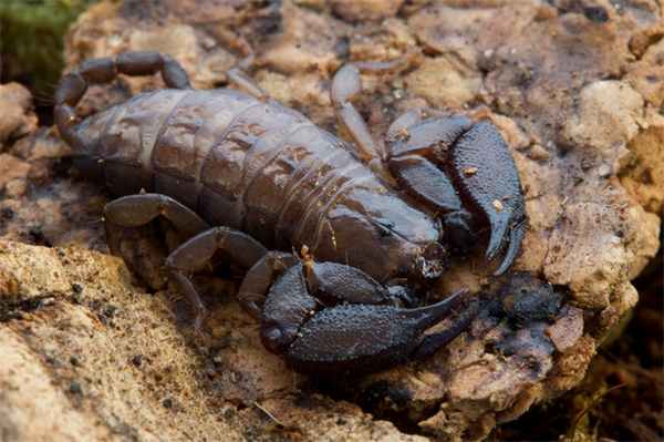 Cкорпион, способный менять состав яда