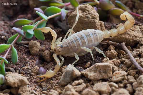 Пестрый скорпион / © YanikR