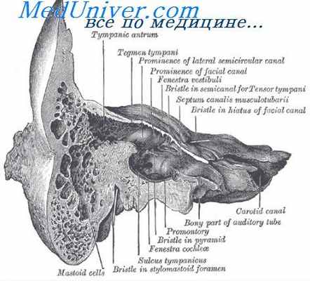 ячейки сосцевидного отростка