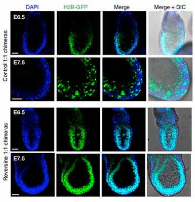 Изображение химерного эмбриона с обычными и аномальными клетками