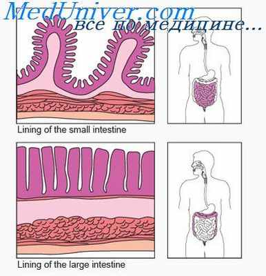 кишечник эмбриона