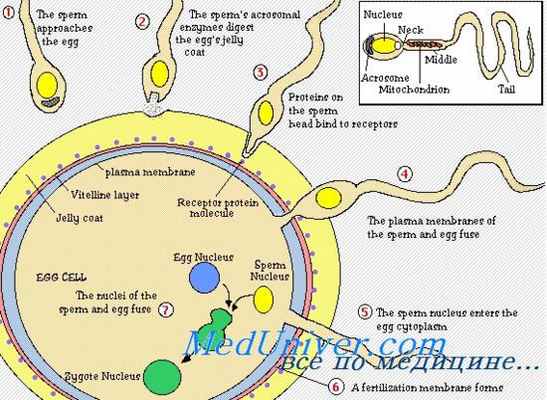 оплодотворение и слияние гамет
