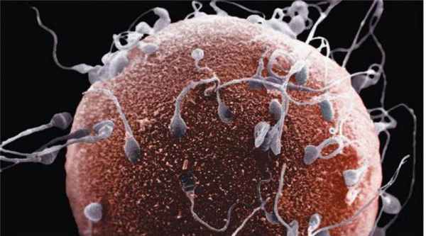 Слияние гамет называется. Слияние гамет. Механизм оплодотворения и слияния гамет. Гаметы растений и животных: сходства и отличия