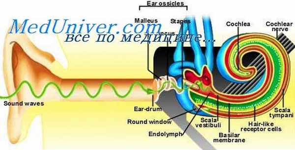 барабанная полость