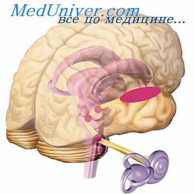 слуховой нерв