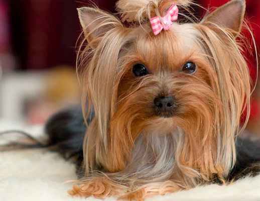 Сердечные паразиты собак - Дирофиляриоз