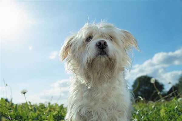 Белый лохматый пес стоит посреди травы на улице. Дирофиляриоз у собак может возникнуть в любой момент, если их укусит зараженный комар. 