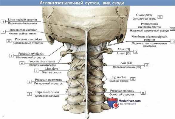 Анатомия: Атлантозатылочный сустав, вид сзади