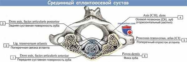 Анатомия: Срединный атлантоосевой сустав