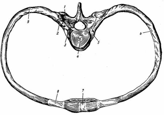 Рис. 36. Соединение ребер с позвонками и грудиной. 1 - processus transversus; 2 - articulatio costotransversalia (вскрыт); 3 - caput costae; 4 - nucleus pulposus; 5 - articulatio capitis costae; 6 - corpus costae; 7 - corpus sterni; 8 - carti-lago costalis; 9 - angulus costae