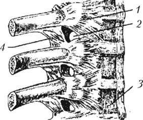 Реберно-поперечный сустав