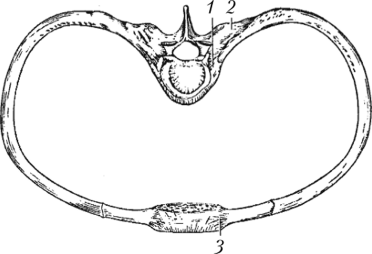 Соединения ребра с позвонком и грудиной