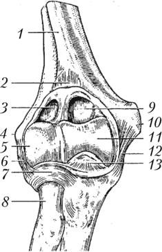 Локтевой сустав