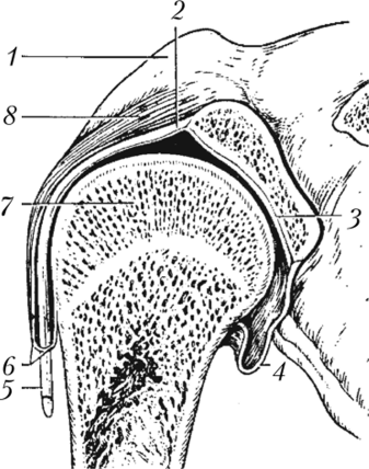 Плечевой сустав