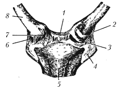 Грудино-ключичный сустав